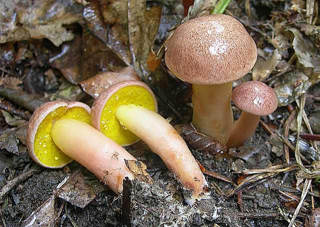 Aureoboletus gentilis     (Qul.)      Pouzar